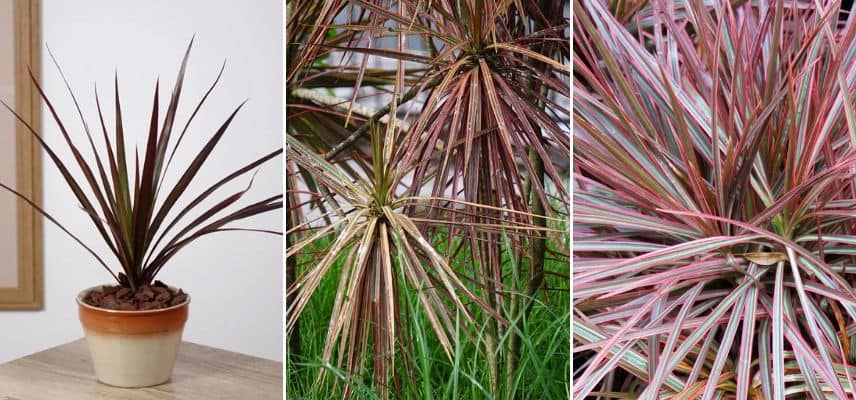 gragonnier de madagascar Dracaena marginata ‘Magenta’