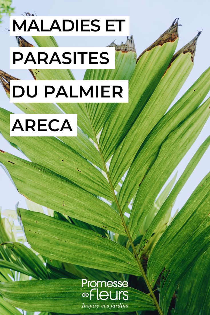 soigner le dypsis palmier areca