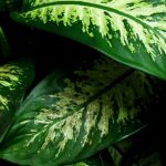 Dieffenbachia : cultiver et entretenir