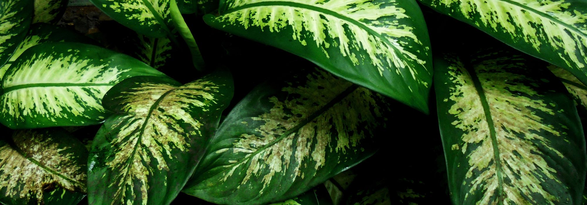 Dieffenbachia : cultiver et entretenir