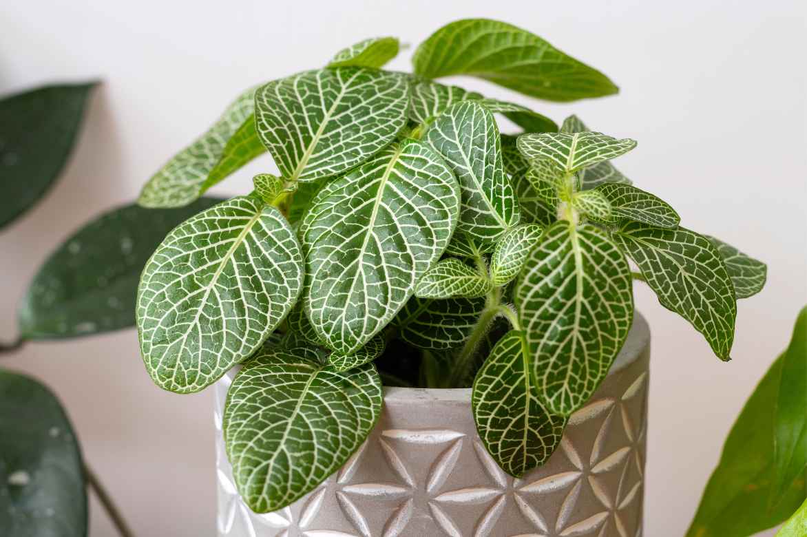 fittonia deco