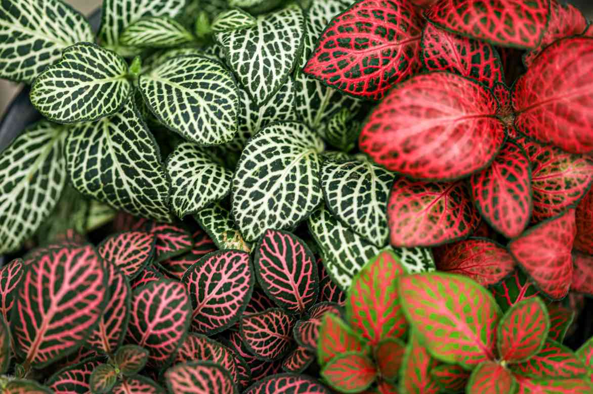 Fittonia couleur feuilles