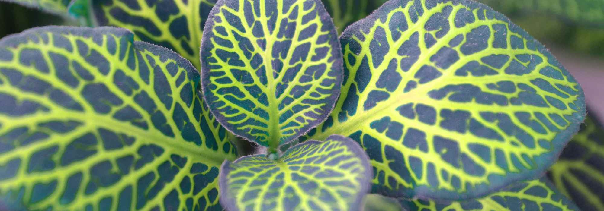 Fittonia : culture, entretien et astuces pour la réussir en intérieur