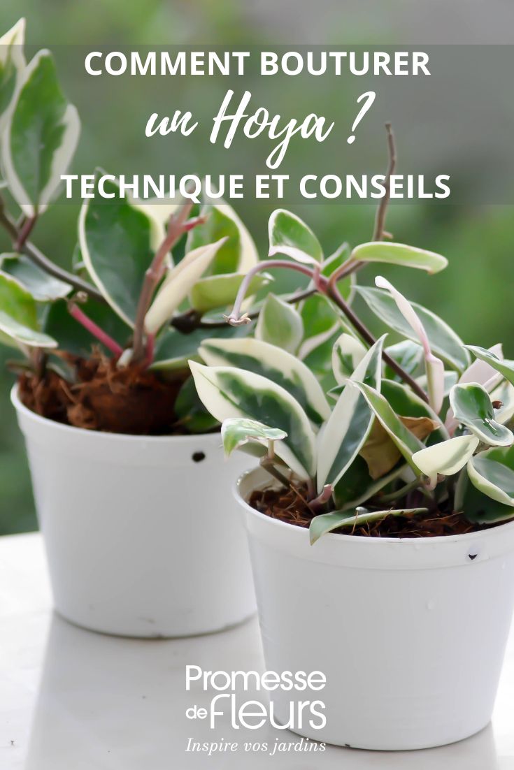 bouturer l'hoya
