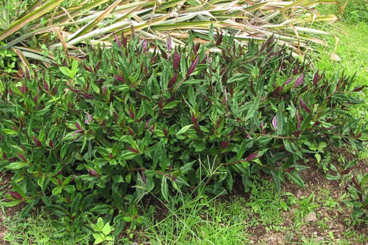 Gynura habitat naturel