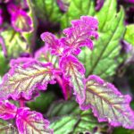 Gynura aurantiaca, plante-velours : culture, arrosage, entretien et variétés