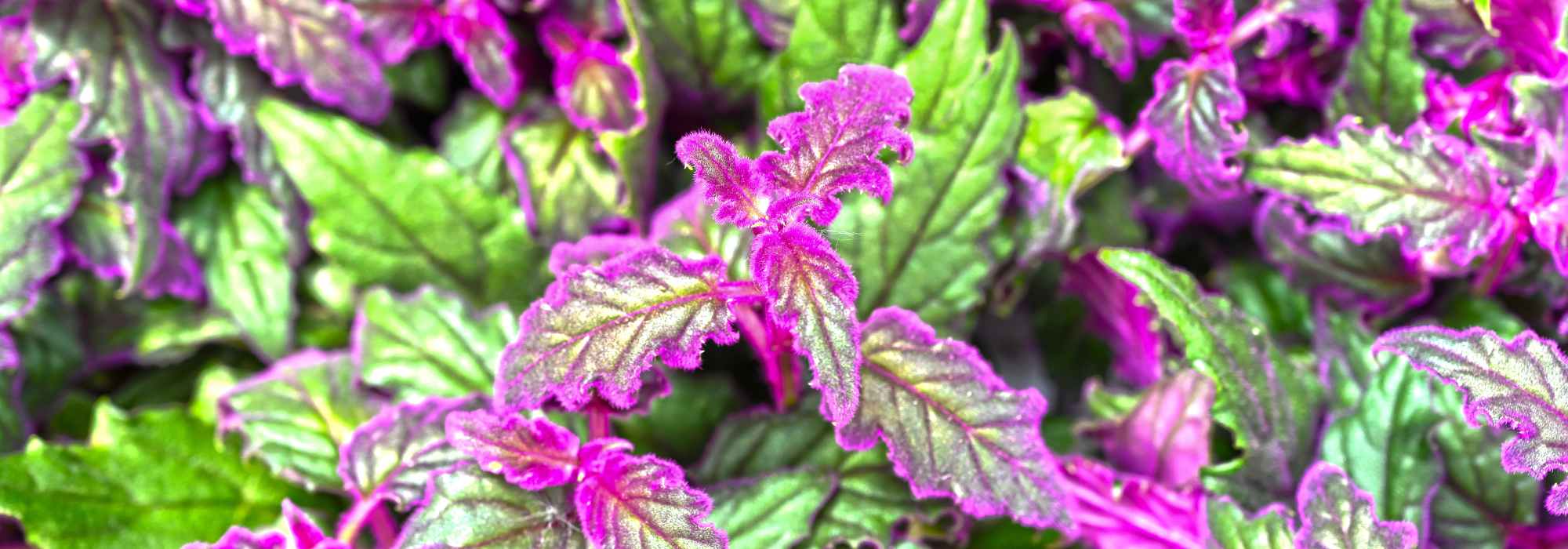 Gynura aurantiaca, plante-velours : culture, arrosage, entretien et variétés