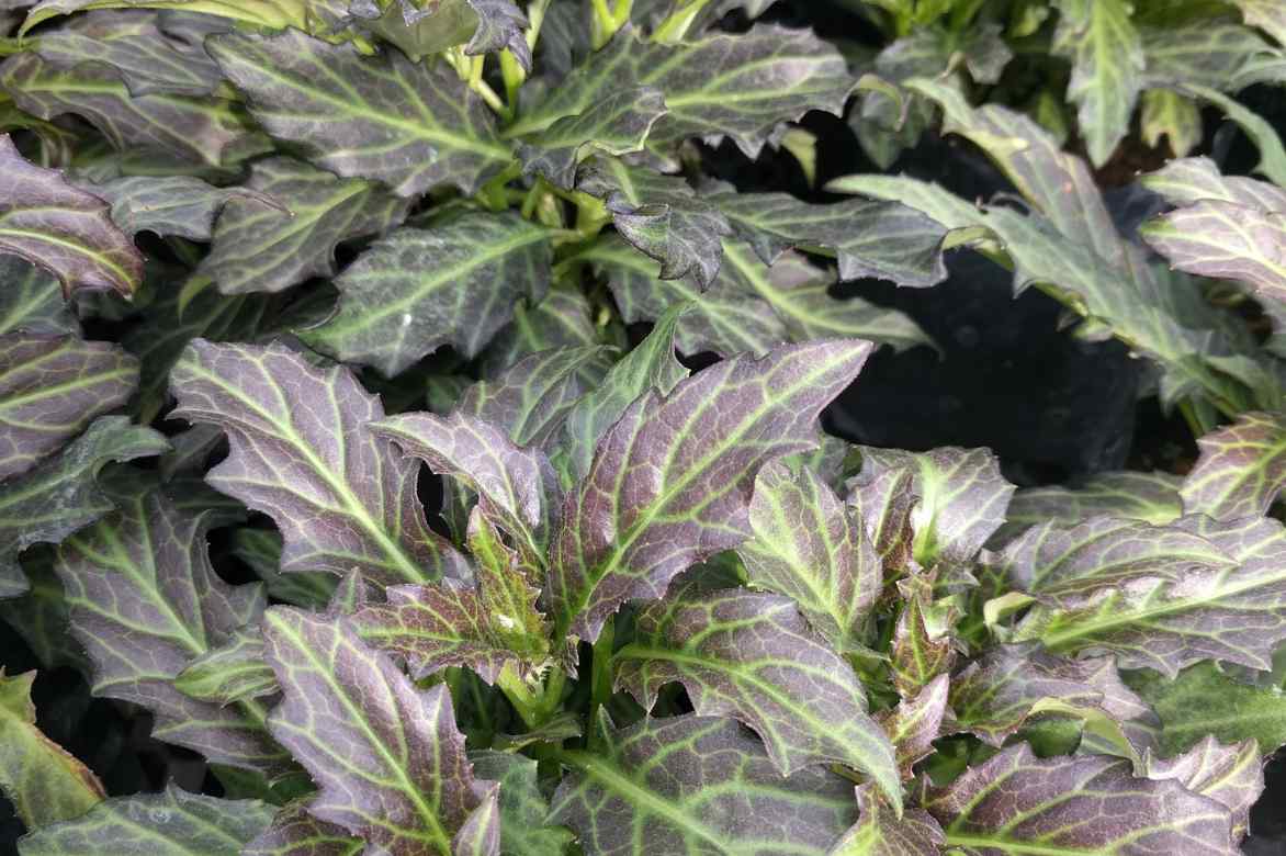 entretenir un gynura