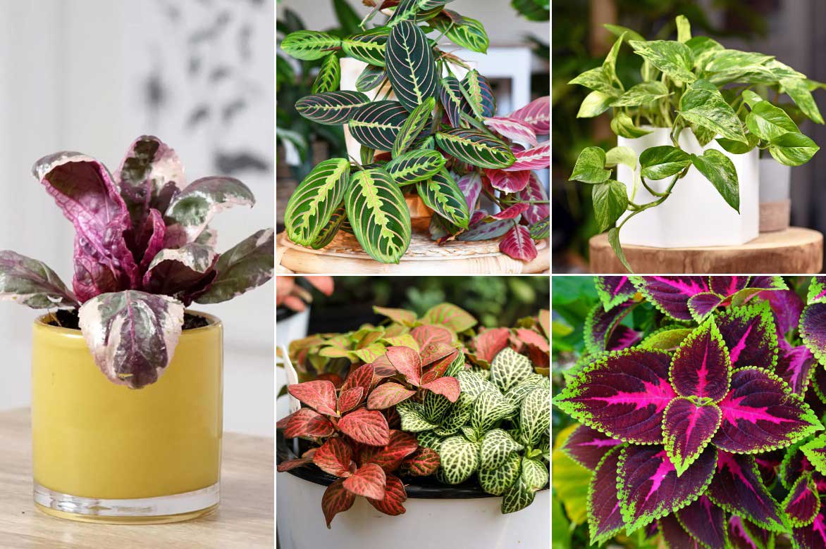 Comment associer l'Hemigraphis