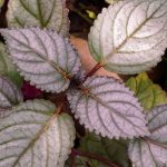 Hemigraphis : culture et entretien