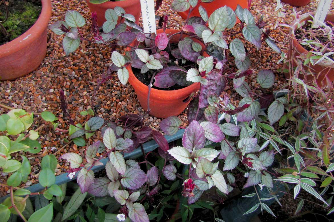 Hemigraphis cultivé en pot