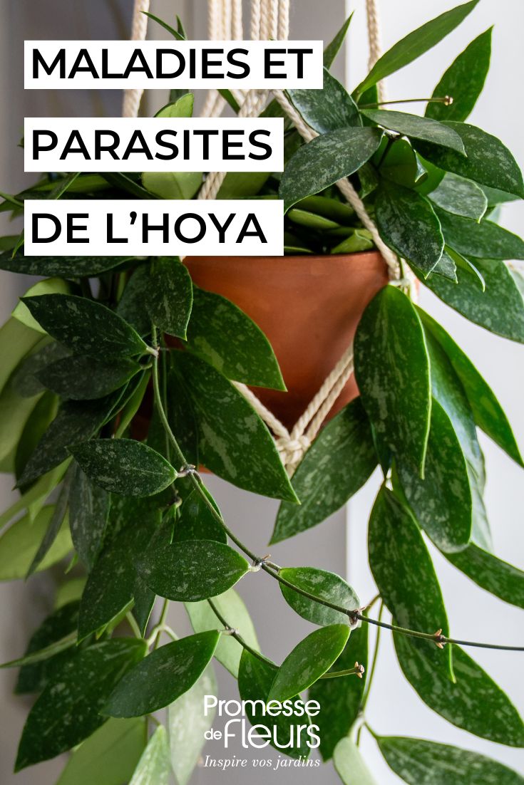 soigner les hoyas