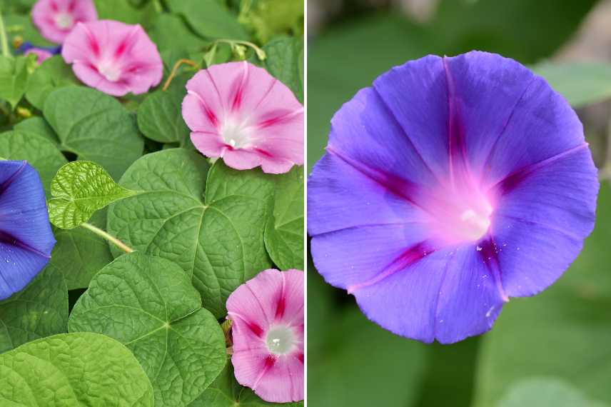 ipomée envahissante : quelles solutions ?