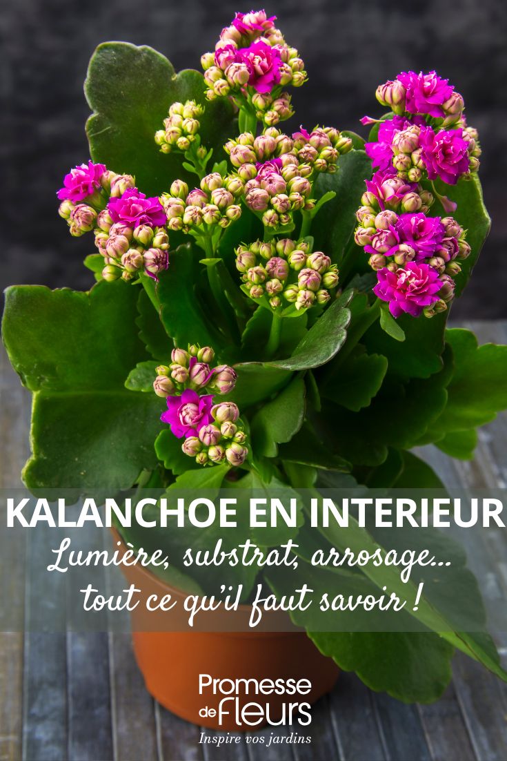 un Kalanchoe à fleurs rose en pot