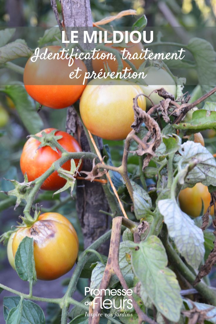 soigner et prévenir le mildiou