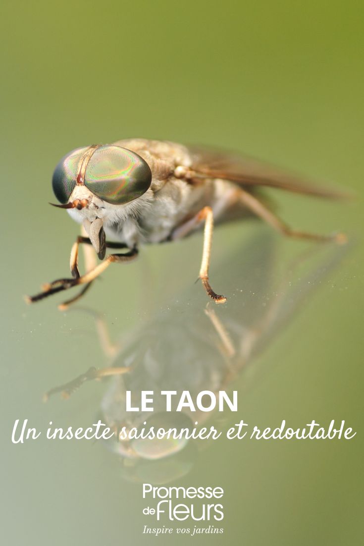 le taon au jardin