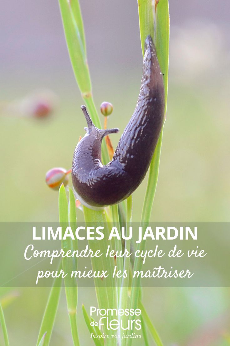 comprendre et tout savoir sur les limaces