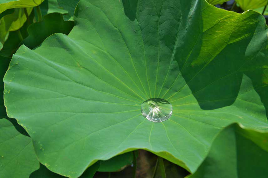 Feuille déperlante du Lotus, Nelumbo nucifera