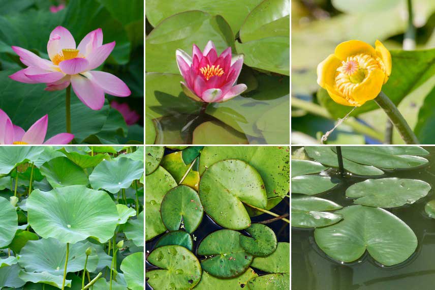 Floraison et feuillage du Nelumbo nucifera, Nymphaea et Nuphar lutea