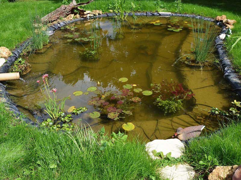 Bassin avec des nénuphars et différentes plantes aquatiques