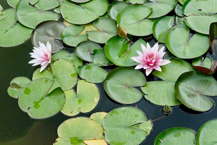 Fleurs et feuilles de Nymphaea