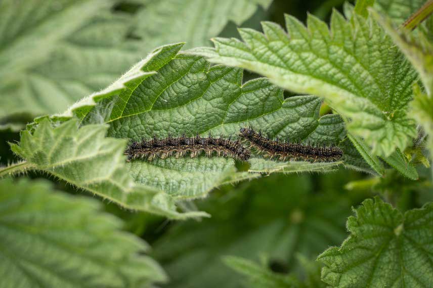 L'ortie, une plante hôte pour les chenilles