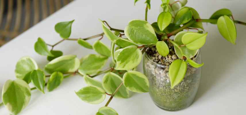 peperomia quel entretien