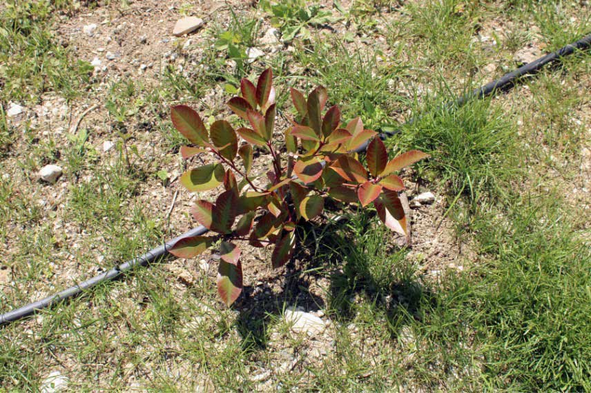 Jeune plant de Photinia