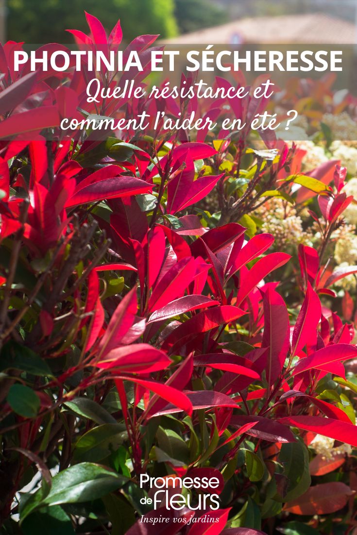 aider les photinias en été