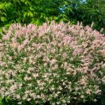 Quand et comment tailler le saule crevette ?