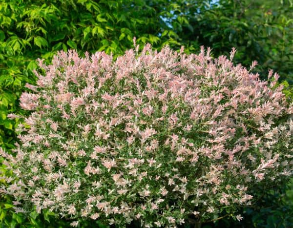 Quand et comment tailler le saule crevette ?