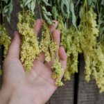 Comment récolter et faire sécher la Reine des prés ?