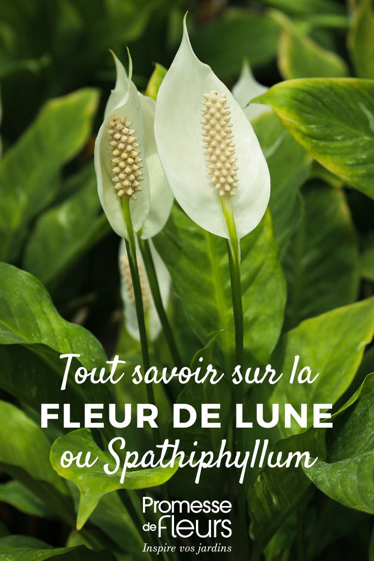 fleur de lune : entretien, plantation