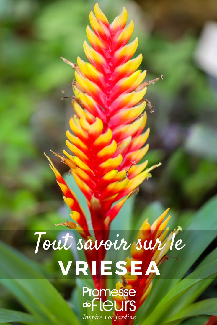 Vriesea : culture, floraison et entretien de cette plante d’intérieur