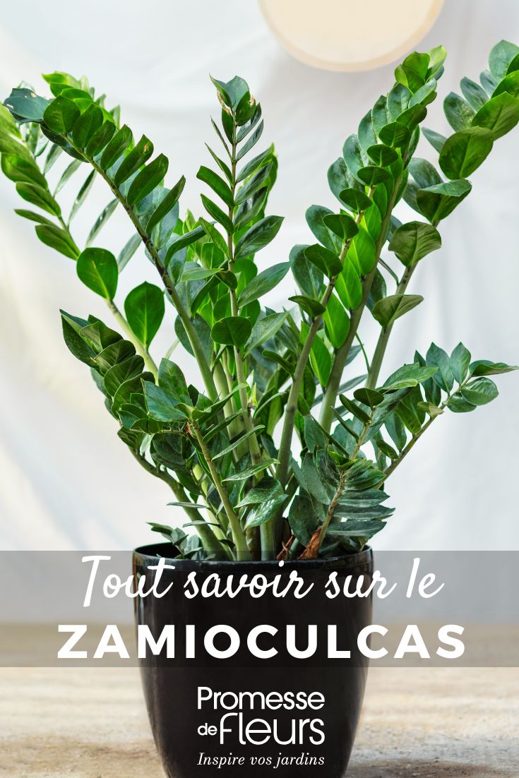 Zamioculcas