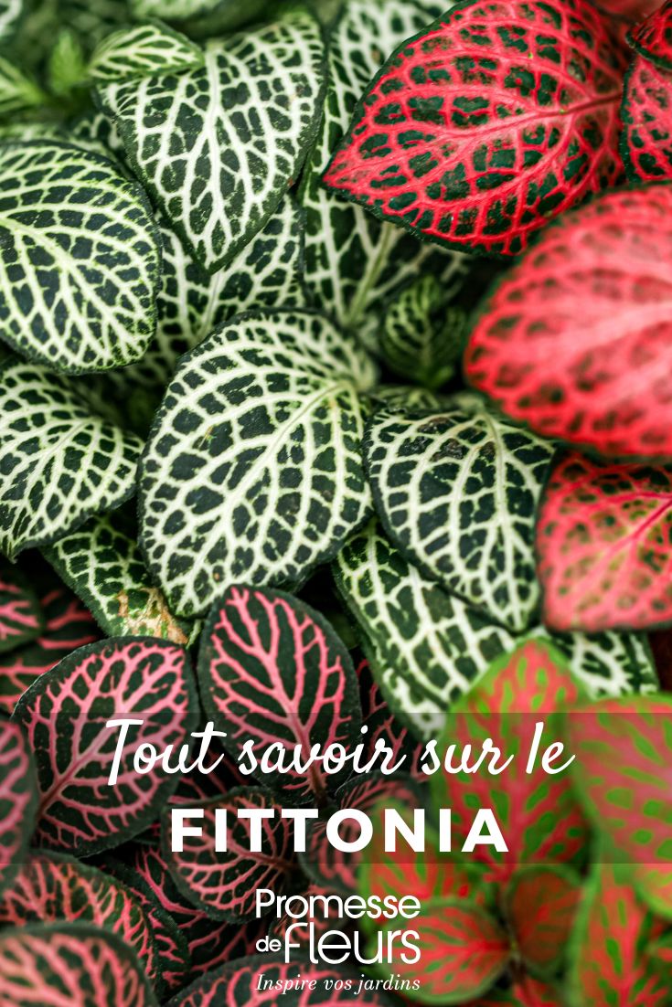 différents feuillages colorés de fittonia