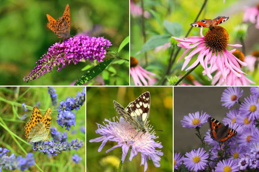 Fleurs nectarifères pour papillons