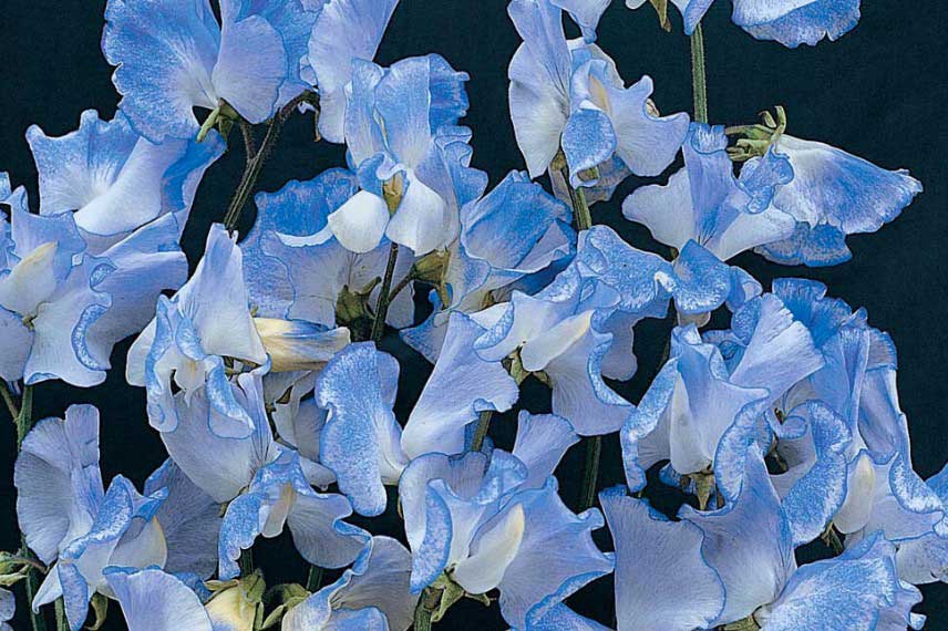 Les pois de senteur les plus parfumés : Lathyrus Blue Ripple