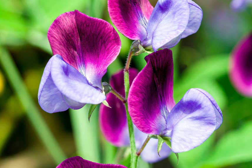 Les pois de senteur les plus parfumés : Lathyrus Matucana
