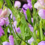Pois de senteur parfumés : les variétés les plus odorantes