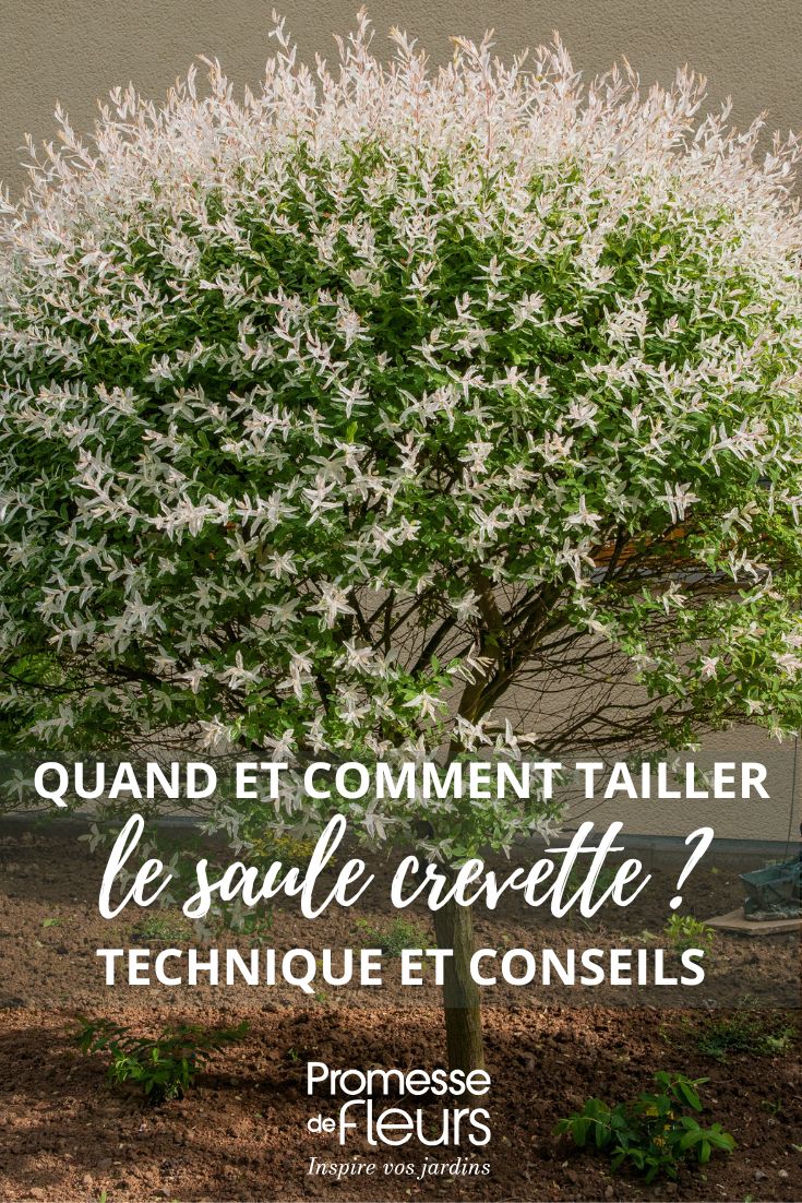 la taille du saule crevette