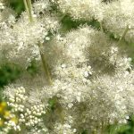 La Reine des prés : une plante médicinale belle et utile à la fois