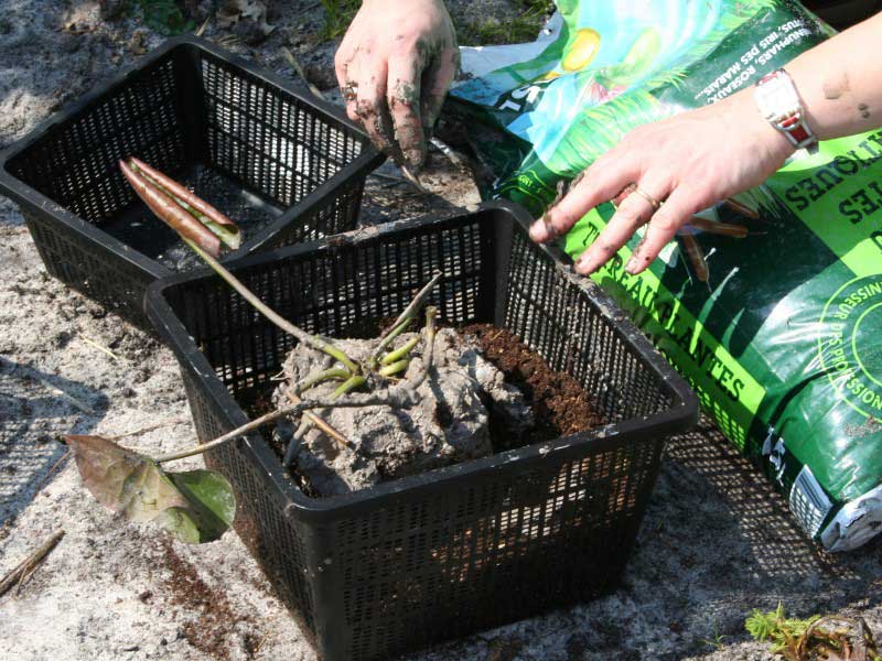 Le rempotage du nénuphar dans un panier percé