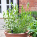 Comment semer l'estragon ?