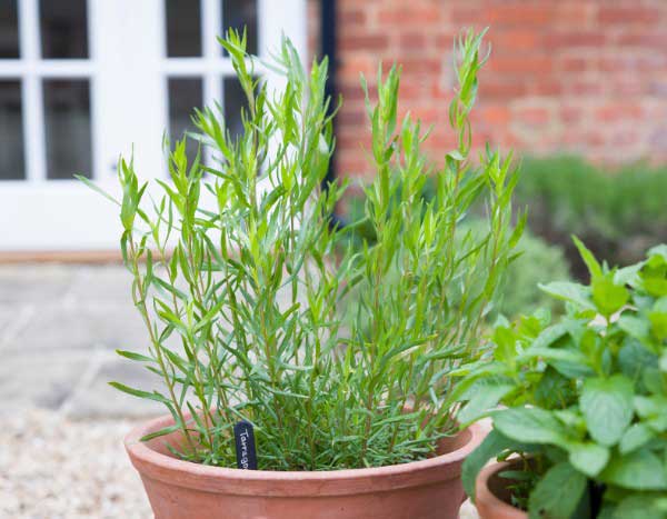 Comment semer l'estragon ?