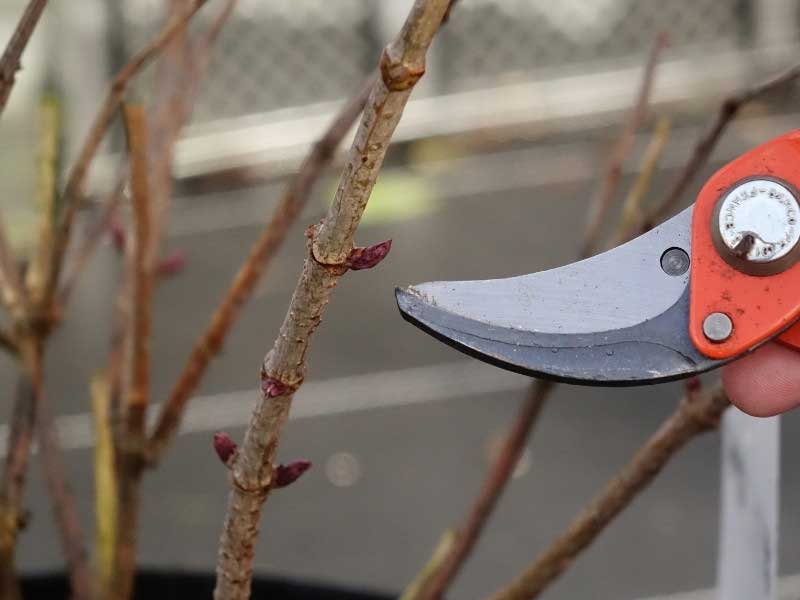 Nos conseils pour tailler un sureau