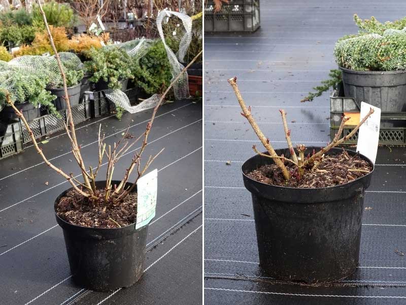 Comment tailler un sureau en pot, avant plantation