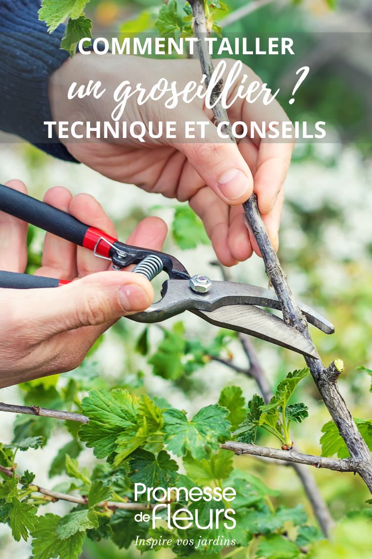 taille d'un groseillier