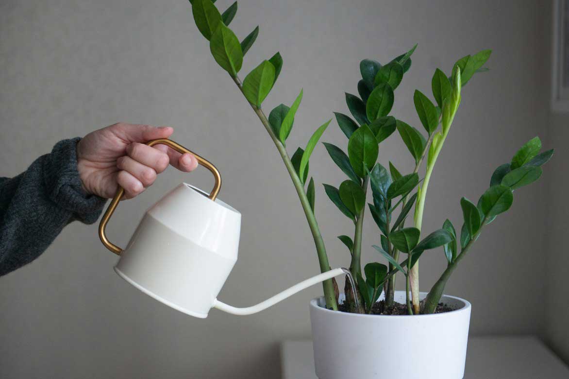 L'arrosage du Zamioculcas