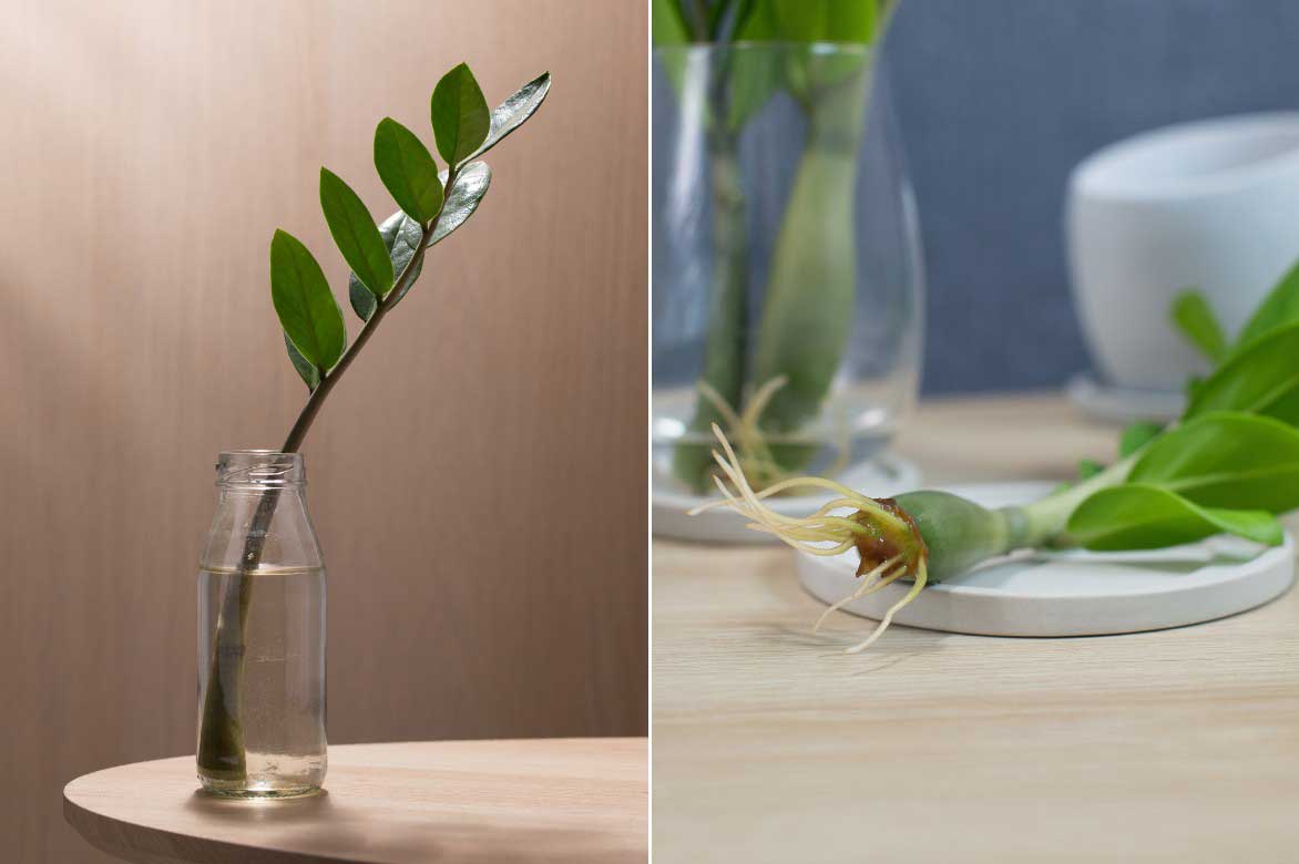 Comment bouturer le Zamioculcas